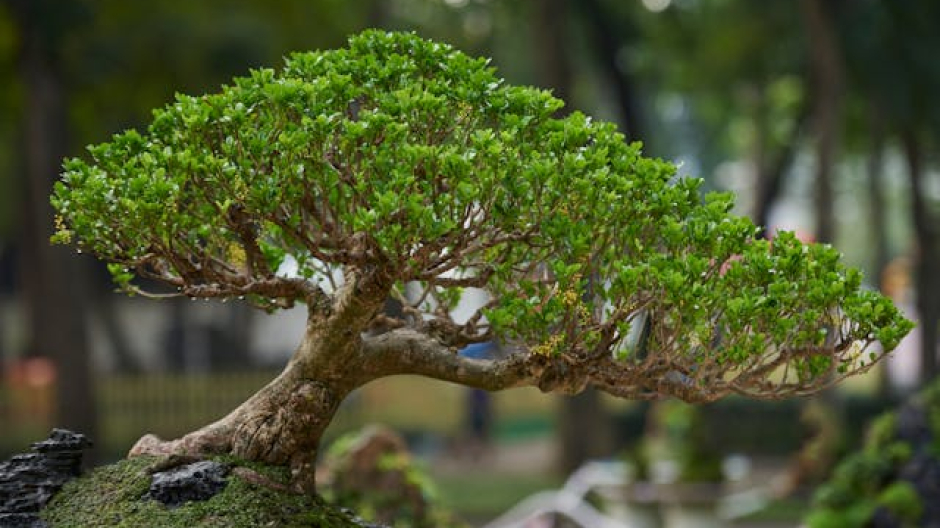 Cameri, nuova rassegna per conoscere l'arte del bonsai